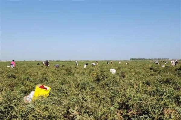 甘草怎么繁殖，以播种、分株、根茎繁殖为主