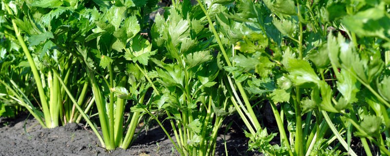 芹菜的育苗方法，要挑选饱满且没有虫害和损伤的种子