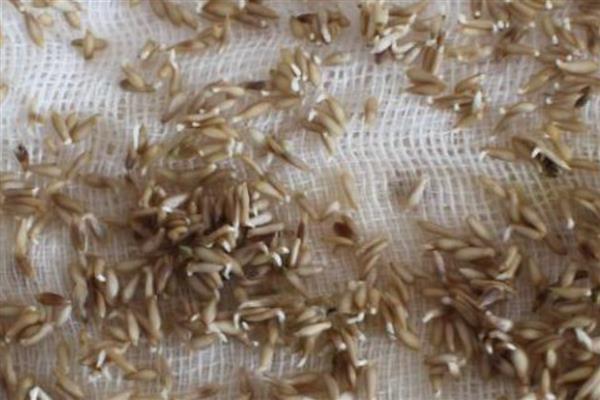 芹菜的育苗方法，要挑选饱满且没有虫害和损伤的种子