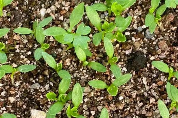 芹菜的育苗方法，要挑选饱满且没有虫害和损伤的种子