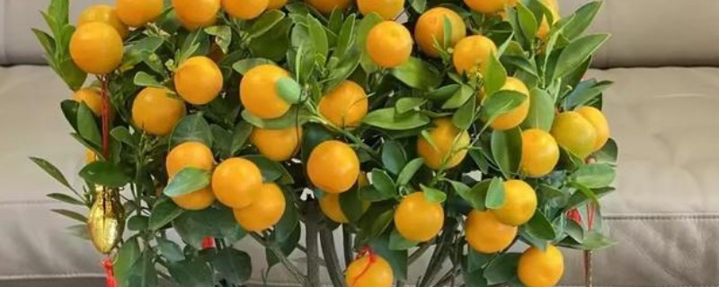 金桔树冬天怎么养，温度需要控制在10度以