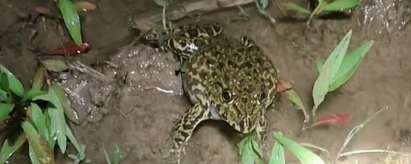 田鸡和牛蛙哪个身上有更多的寄生虫，牛蛙身上的寄生虫多于田鸡