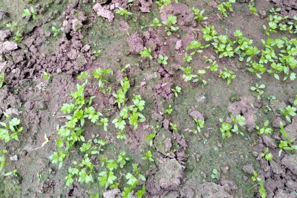 芹菜的育苗方法，要挑选饱满且没有虫害和损伤的种子