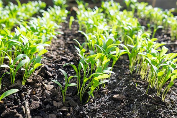 芹菜的育苗方法，要挑选饱满且没有虫害和损伤的种子