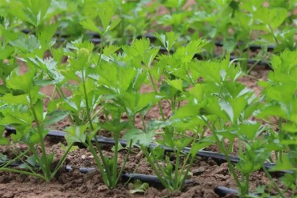 芹菜的育苗方法，要挑选饱满且没有虫害和损伤的种子
