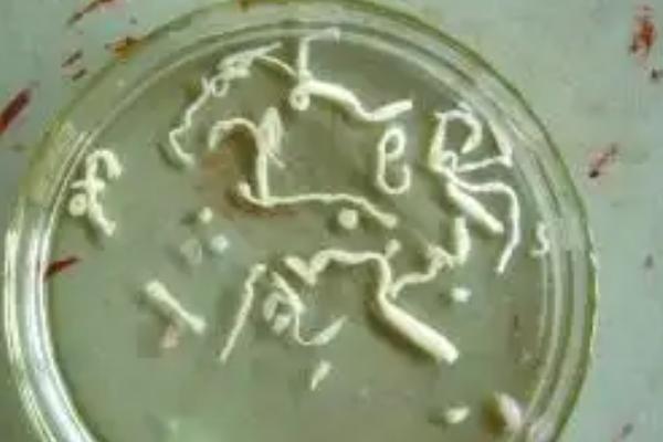 田鸡和牛蛙哪个身上有更多的寄生虫，牛蛙身上的寄生虫多于田鸡