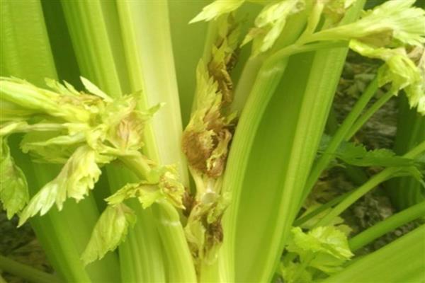 芹菜的育苗方法，要挑选饱满且没有虫害和损伤的种子