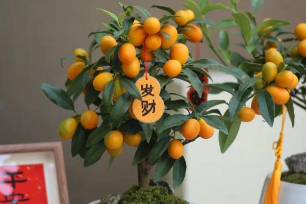 金桔树冬天怎么养，温度需要控制在10度以