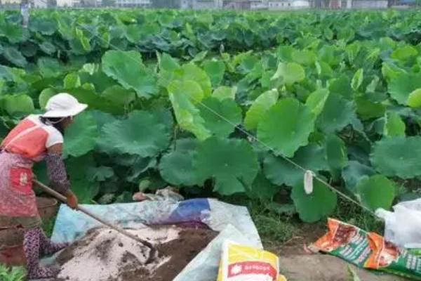 碗莲腐烂病的症状，地下茎断面导管会呈褐色