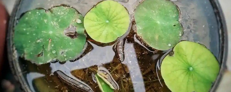 碗莲腐烂病的症状，地下茎断面导管会呈褐色