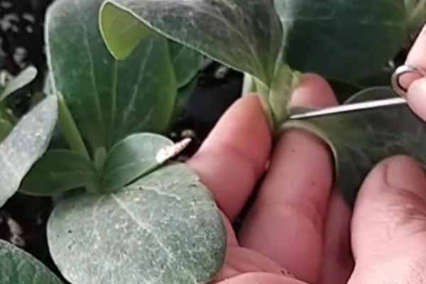 黄瓜的亩产量是多少，春黄瓜一般能达到7500公斤左右