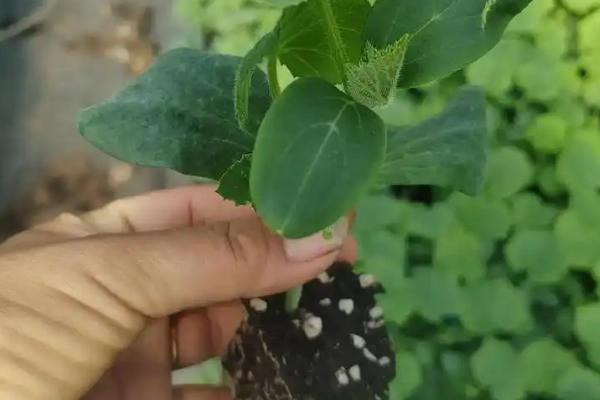 黄瓜的亩产量是多少，春黄瓜一般能达到7500公斤左右