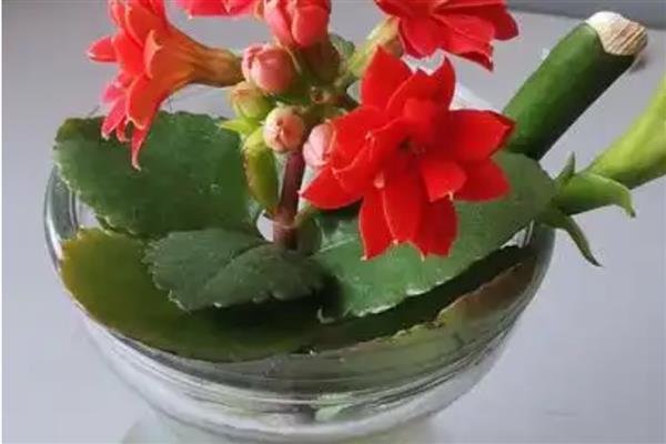 长寿花能水培吗，长寿花可以进行水培养护