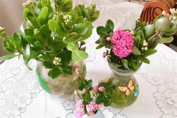 长寿花能水培吗，长寿花可以进行水培养护