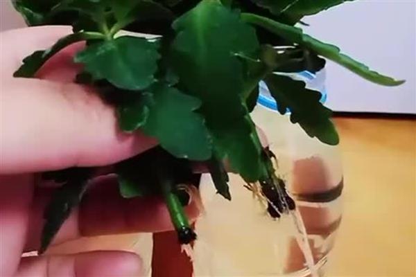 长寿花能水培吗，长寿花可以进行水培养护