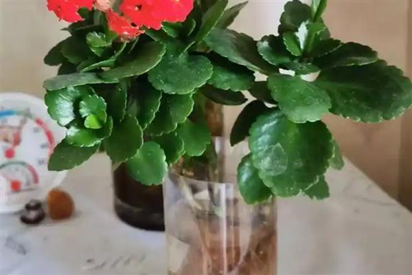 长寿花能水培吗，长寿花可以进行水培养护