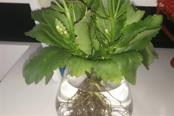 长寿花能水培吗，长寿花可以进行水培养护