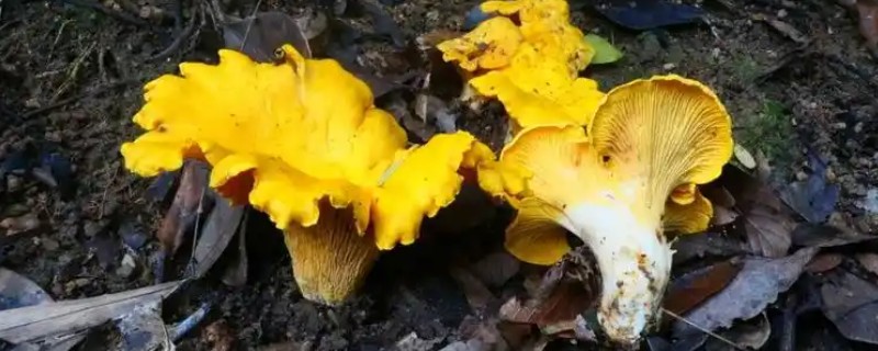 鸡油菌的生长环境，常出现于海拔600-1200米的阔叶林中