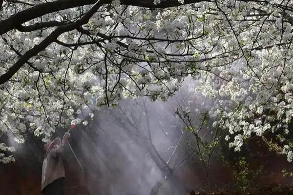 梨木虱如何防治，可在清园和梨花露白期喷药