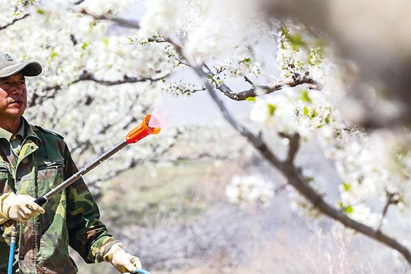 梨木虱如何防治，可在清园和梨花露白期喷药