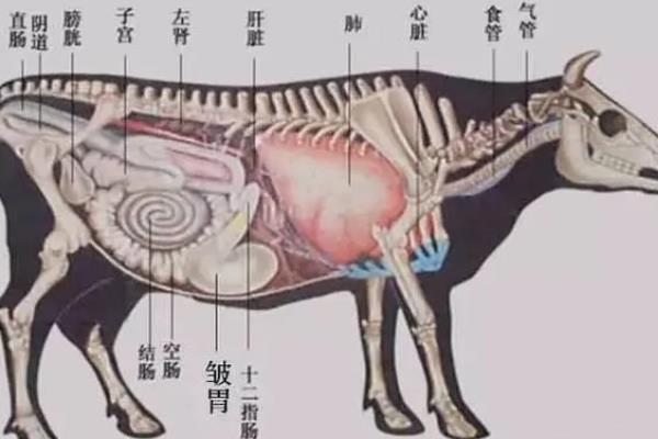 牛真正的胃是哪个，是皱胃