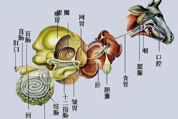 牛真正的胃是哪个，是皱胃