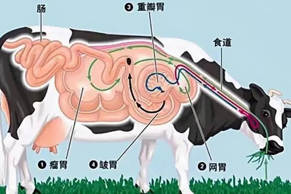 牛真正的胃是哪个，是皱胃