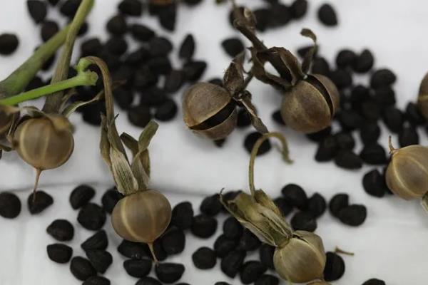 牵牛花的种子能不能吃,含有剧毒误食后会出现不良症状