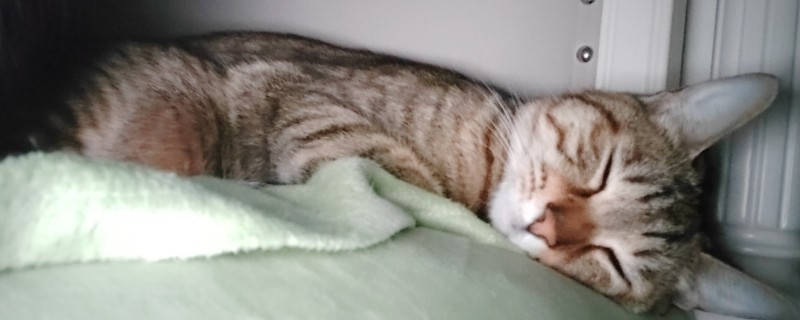 刚到家的猫咪容易出现哪些不良表现，常见呕吐腹泻、不停发出叫声、躲在角落等情况