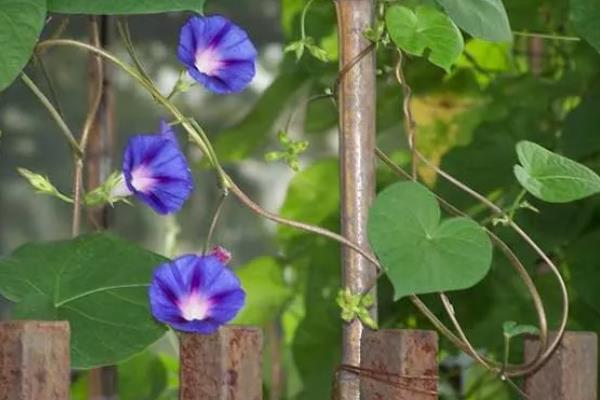 牵牛花的种子能不能吃,含有剧毒误食后会出现不良症状