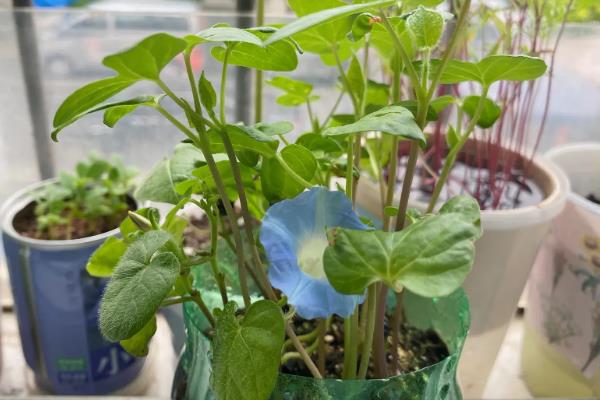 牵牛花的种子能不能吃,含有剧毒误食后会出现不良症状