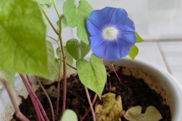 牵牛花的种子能不能吃,含有剧毒误食后会出现不良症状