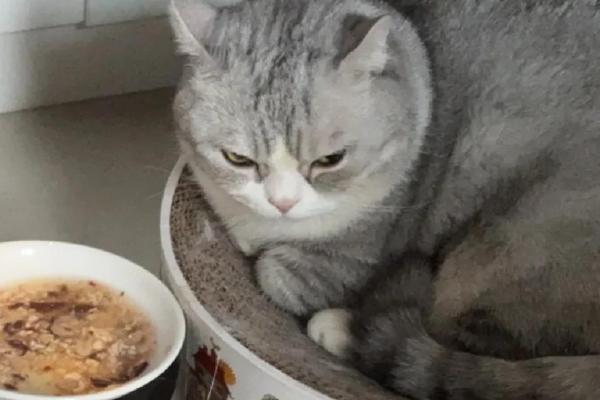 刚到家的猫咪容易出现哪些不良表现，常见呕吐腹泻、不停发出叫声、躲在角落等情况