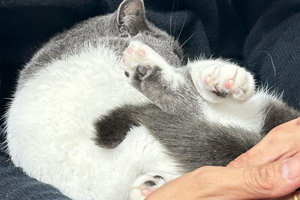 刚到家的猫咪容易出现哪些不良表现，常见呕吐腹泻、不停发出叫声、躲在角落等情况