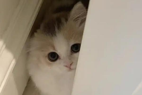 刚到家的猫咪容易出现哪些不良表现，常见呕吐腹泻、不停发出叫声、躲在角落等情况