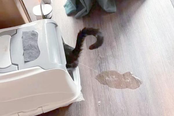 刚到家的猫咪容易出现哪些不良表现，常见呕吐腹泻、不停发出叫声、躲在角落等情况