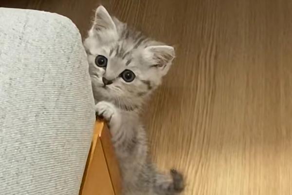刚到家的猫咪容易出现哪些不良表现，常见呕吐腹泻、不停发出叫声、躲在角落等情况
