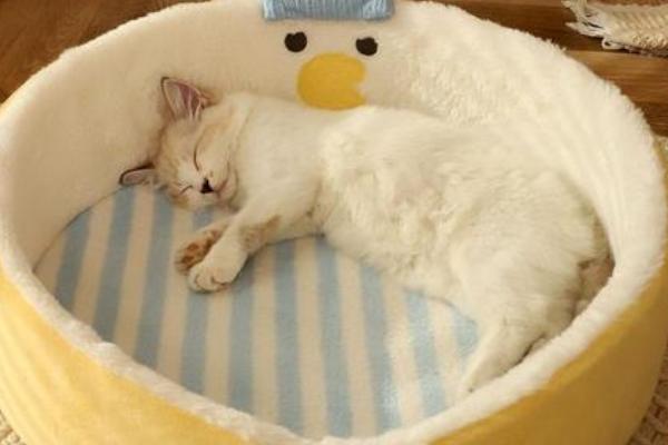 刚到家的猫咪容易出现哪些不良表现，常见呕吐腹泻、不停发出叫声、躲在角落等情况