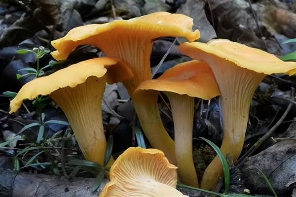 鸡油菌的生长环境，常出现于海拔600-1200米的阔叶林中