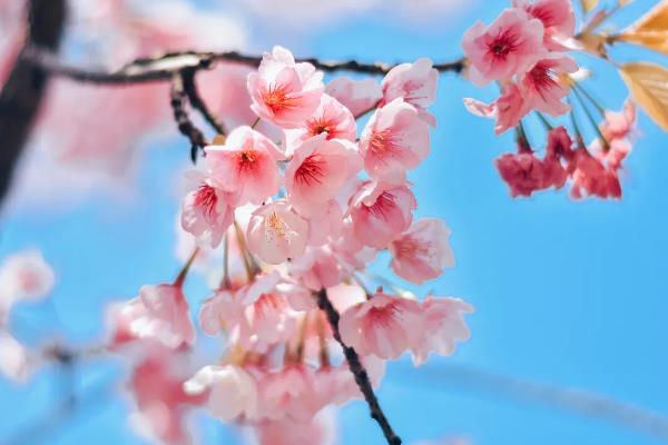 樱花的开放时间，花期多为3-4月份