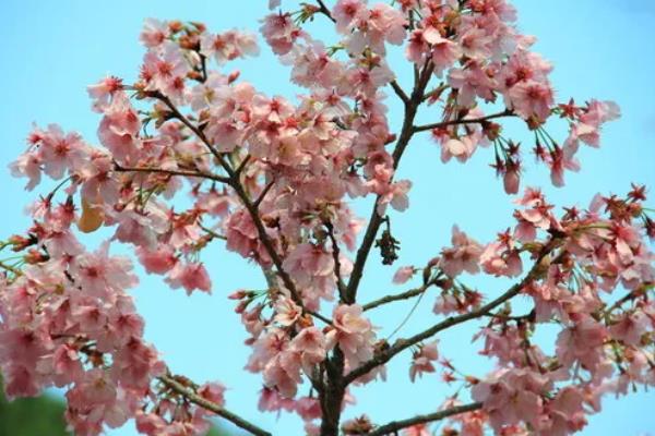 樱花的开放时间，花期多为3-4月份