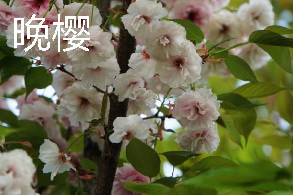 樱花的开放时间，花期多为3-4月份