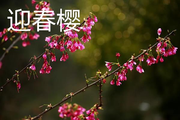 樱花的开放时间，花期多为3-4月份