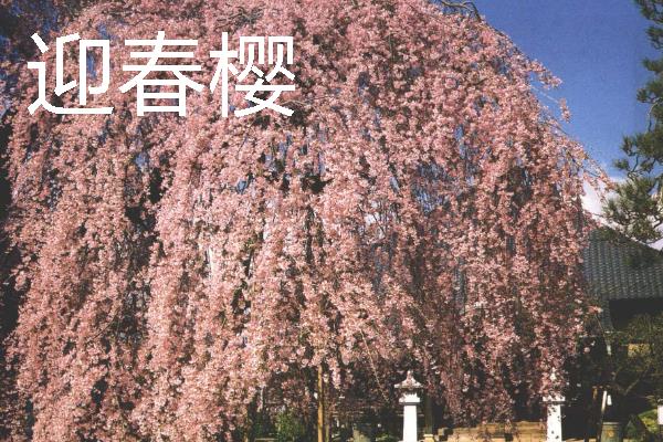 樱花的开放时间，花期多为3-4月份