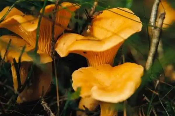 鸡油菌的生长环境，常出现于海拔600-1200米的阔叶林中