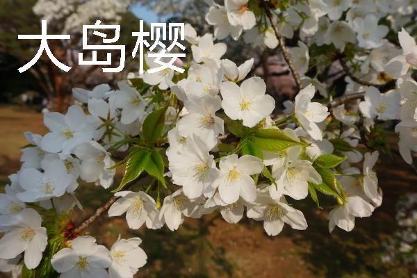 樱花的开放时间，花期多为3-4月份