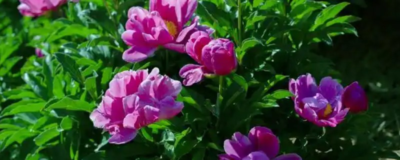 怎么给芍药施肥,春天萌芽后就需要及时追肥