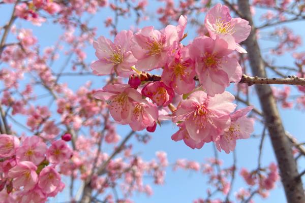 樱花的开放时间，花期多为3-4月份