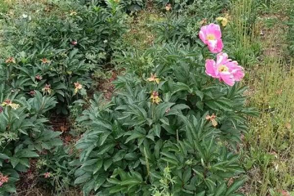 怎么给芍药施肥,春天萌芽后就需要及时追肥