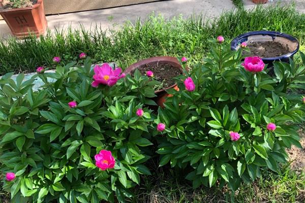 怎么给芍药施肥,春天萌芽后就需要及时追肥